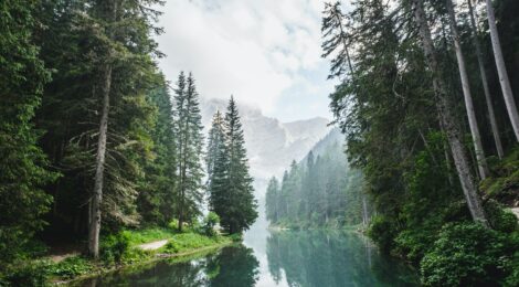 La grande prova del bosco - Daniela Chisci